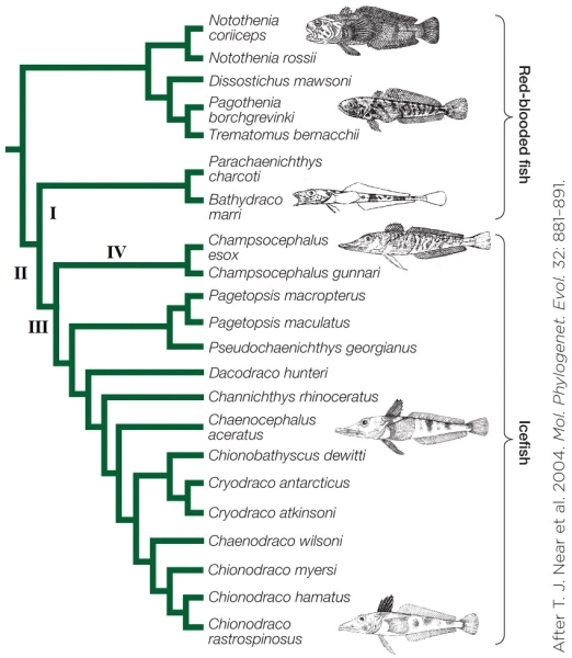 Refer to the figure shown.   Which statement about the numbered points on the figure is true? A)  All of the species beyond point II share the same missing portions of DNA. B)  Species beyond points I and II share the same missing portions of DNA. C)  Only species beyond point III share the missing sequences that render hemoglobin nonfunctional. D)  Species beyond points III and IV have nonfunctional hemoglobin but the missing sequences are different.