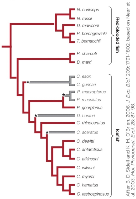 Refer to the figure shown.   Which statement about the figure is true? A)  It shows when icefish diverged from red-blooded fish. B)  It shows the lineages of icefish that have lost functional myoglobin. C)  It shows the lineages of icefish that have regained functional hemoglobin. D)  It shows the lineages of Antarctic fish that use antifreeze proteins.