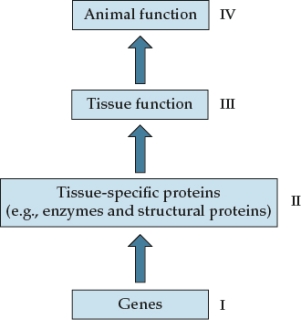 Refer to the figure shown.   In terms of the labels in the figure, the classic experimental approach begins with A)  a survey of substances at II. B)  the sequencing of I. C)  an a priori hypothesis regarding III. D)  an a priori hypothesis regarding IV.