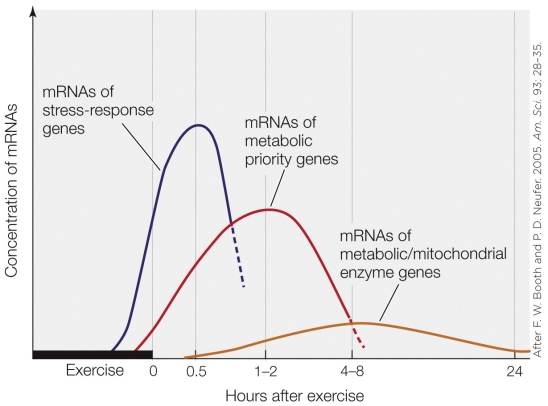 Refer to the figure shown.   Which explanation is the most valid for the low levels of mRNAs of the metabolic/mitochondrial enzyme genes shown in the figure? A)  These genes are not as important as the other two categories in response to exercise. B)  These mRNAs cannot be detected as easily as those of the other two categories. C)  There are fewer genes producing this set of mRNAs compared to those producing the other two categories. D)  Although the mRNAs are produced in small quantities, their half-lives are long.