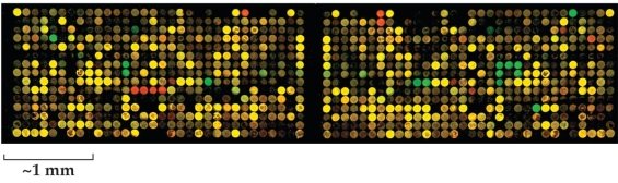 Refer to the figure shown.   Which statement about the figure is true? A)  It represents the output of a genomic analysis. B)  It shows a two-species genomic analysis. C)  It is a proteomic output. D)  It is the output of a microarray.