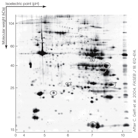 Refer to the figure shown.   Which statement about the figure is true? A)  It shows a two-species genomic analysis. B)  It shows a two-species environmental response at the protein level. C)  It shows the separation of proteins by a gel. D)  It is the output of a microarray.