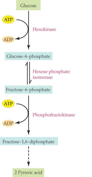 Refer to the figure shown.   According to the figure, a high number of products from the Kreb's cycle could act as _______ and result in _______ of the overall reaction. A)  covalent modulators; inhibition B)  covalent modulators; acceleration C)  allosteric modulators; inhibition D)  allosteric modulators; acceleration