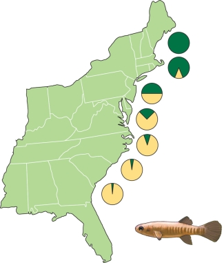 Refer to the figure shown.   The figure shows the A)  frequency distribution of two predators on killifish. B)  frequency distribution of two different alleles of the gene for LDH. C)  frequency distribution of two main diets of killifish. D)  temperature tolerance of two subtypes of killifish.