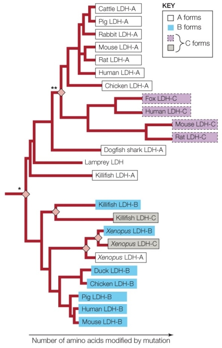 Refer to the figure shown.   What is the best explanation for why mammalian and fish LDH-C enzymes are shown to be so distantly related? A)  Many separate gene duplication events created the C version of LDH. B)  The tree is based on LDH-A relationships, so it does not accurately show how closely related the LHD-C versions are to one another. C)  The enzymes were named before the actual evolutionary relationships were known. D)  The tree is separated based on animal phyla, not LDH.