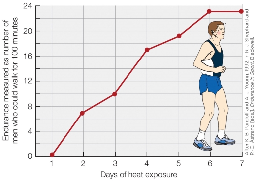 Refer to the figure shown.   What type of physiological response does the figure refer to? A)  Chronic response B)  Acute response C)  Evolutionary response D)  Developmental response