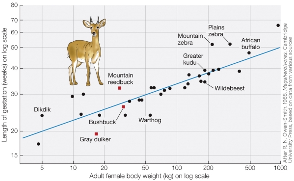 Refer to the figure shown.   What statistical method was used to draw the trend line in the figure? A)  Phylogenetically independent contrasts B)  Ordinary least squares regression C)  Weight-specific mean D)  Logarithmic scaling