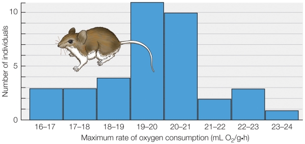 Refer to the figure shown.   Which technique for the study of adaptation was used to generate the data shown in the figure? A)  Studies of laboratory populations over many generations B)  Single-generation studies of individual variation C)  Creation of variation for study D)  Studies of genetic structures of natural populations