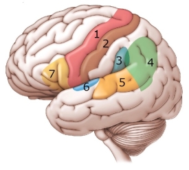 Refer to the figure.   Which choice correctly describes the path of information when speaking a heard word based on the connectionist model of aphasia? A)  6, 5, 7, 1 B)  4, 5, 7, 1 C)  1, 7, 6, 5 D)  3, 6, 5, 7