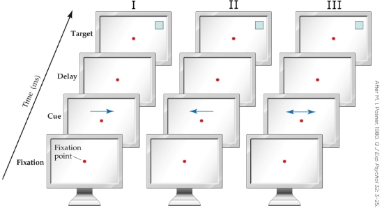 Refer to the figure.   Which choice accurately pairs correctly labeled conditions in the figure with the subject's reaction time? A)  I: Valid, 235 ms; II: Invalid, 300 ms; III: Neutral, 265 ms B)  I: Valid, 235 μs; II: Invalid, 300 μs; III: Neutral, 265 μs C)  I: Invalid, 300 ms; II: Valid, 235 ms; III: Neutral, 265 ms D)  I: Neutral, 300 ms; II: Invalid, 300 ms; III: Valid, 235 ms
