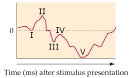 Refer to the figure.   Which choice correctly labels the EEG in the figure? A)  I - P1; II - N1; III - P2; IV - N2; V - P3 B)  I - N1; II -N2; III -P1; IV -P2; V - P3 C)  I - P1; II - P2; III - N1; IV -N2 ; V - P3 D)  I - P1; II - N1; III - P2; IV - N2; V - N2pc