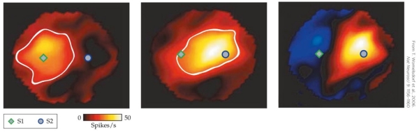 Refer to the figure.   There are three possible ways attention might affect single-cell recordings. Which way is demonstrated by the experiment whose results are illustrated in the figure? A)  Attention has globally enhanced the cell's receptive field. B)  Attention has sharpened the tuning of this cell's receptive field. C)  Attention has not affected this neuron because both stimuli are in its receptive field. D)  Attention has shifted the tuning of this cell's receptive field.