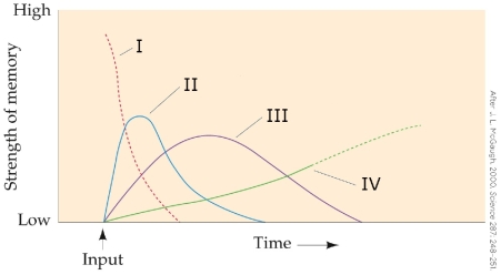 Refer to the figure.   Which answer correctly labels the working memory stage in the figure? A)  I B)  II C)  III D)  IV