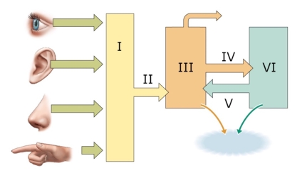 Refer to the figure.   Which answer correctly labels the current model of memory processes? A)  I: Sensory buffers; II: Consolidation; III: STM; IV: Encoding; V: Retrieval; VI: LTM B)  I: Encoding; II: Working memory; III: STM; IV: Retrieval; V: Consolidation; VI: LTM C)  I: Sensory buffers; II: Incoming information; III: STM; IV: Consolidation; V: Retrieval; VI: LTM D)  I: Iconic memory; II: Encoding; III: STM; IV: Consolidation; V: Retrieval; VI: LTM