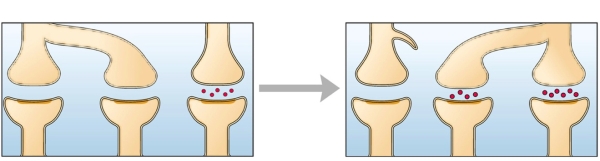 Refer to the figure.     What kind of neuronal change is illustrated by the figure? A)  Synapse rearrangement B)  Synapse formation C)  Interneuron modulation D)  Transmitter modification