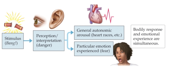 Refer to the figure.   This sequence of events illustrates A)  a folk psychology explanation for the relationship of emotion to bodily responses. B)  the James-Lange theory. C)  the Cannon-Bard theory. D)  Schachter's cognitive attribution theory.