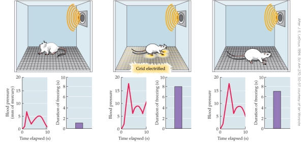 Refer to the figure.   This sequence of images and graphs illustrates the phenomenon of A)  decorticate rage. B)  fear conditioning. C)  brain self-stimulation. D)  Klüver-Bucy syndrome.