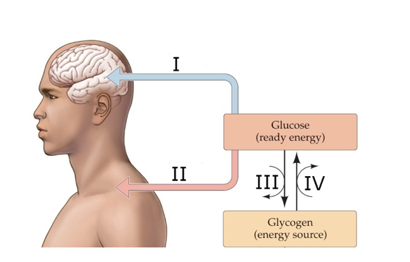 Refer to the figure.   Which choice correctly labels the figure? A)  I: Insulin required; II: No insulin required; III: Insulin; IV: Glucagon B)  I: Insulin required; II: No insulin required; III: Glucagon; IV: Insulin C)  I: No insulin required; II: Insulin required; III: Glucagon; IV: Insulin D)  I: No insulin required; II: Insulin required; III: Insulin; IV: Glucagon