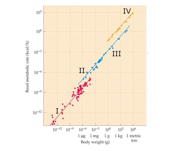 Refer to the figure.   A herpetologist discovers a new species of gecko. If this new species' metabolism was evaluated, where would you expect it to appear on the graph? A)  I B)  II C)  III D)  IV