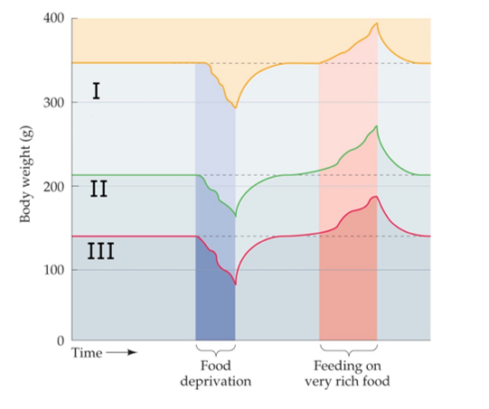 Refer to the figure, which shows changes in body weight in rats following hypothalamic lesioning.   Which answer accurately labels the data represented in the figure? A)  I: Recovered VMH-lesion; II: Normal, untreated; III: Recovered lateral hypothalamus-lesion B)  I: Normal, untreated; II: Recovered VMH-lesion; III: Recovered lateral hypothalamus-lesion C)  I: Recovered lateral hypothalamus-lesion; II: Normal, untreated; III: Recovered VMH-lesion D)  I: Recovered VMH-lesion; II: Normal, untreated; III: Normal, untreated
