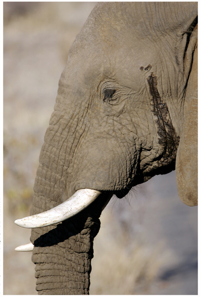 Refer to the figure.   Which statement most accurately describes the animal in this figure? A)  A male elephant in a refractory phase following copulation B)  A female elephant indicating her fertility to male elephants C)  A male elephant sending chemical signals to both other males and females D)  A juvenile male elephant indicating the approach of sexual maturity