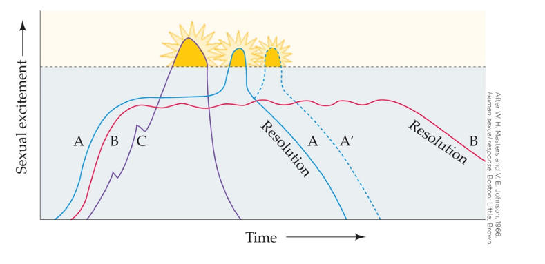 Refer to the figure.   This graph most likely represents the A)  reponse of rats to exposure to pheromones. B)  timeline of sexual differentiation in early development. C)  typical sexual response pattern of human females. D)  behavior of male elephants during the mating season.