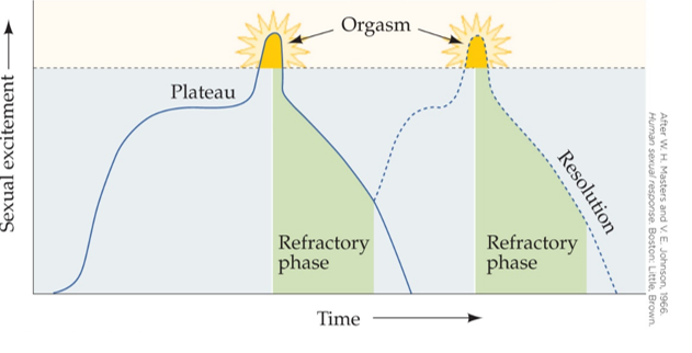 Refer to the figure.    The sexual response pattern illustrated here is typical of a _______.