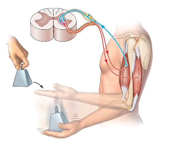 Refer to the figure.   Which statement best describes the process illustrated in the figure? A)  When weight stretches a muscle, excited afferents directly excite the motor neuron of the muscle, and the muscle contracts. B)  Information terminating on the spinal interneuron in a stretch reflex facilitates contraction of antagonistic muscles to protect them from injury. C)  Interneurons in the stretch reflex inhibit over-contraction of the stretched muscle. D)  Spinal reflexes are not modulated by the brain.