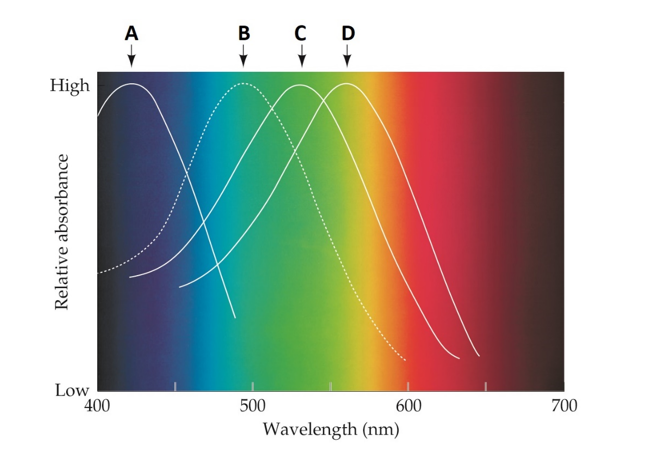 Which choice correctly labels the figure?   A)  A: S cones; B: Rods; C: M cones; D: L cones B)  A: Rods; B: S cones; C: M cones; D: L cones C)  A: Rods; B: L cones; C: M cones; D: S cones D)  A: M cones; B: Rods; C: S cones; D: L cones