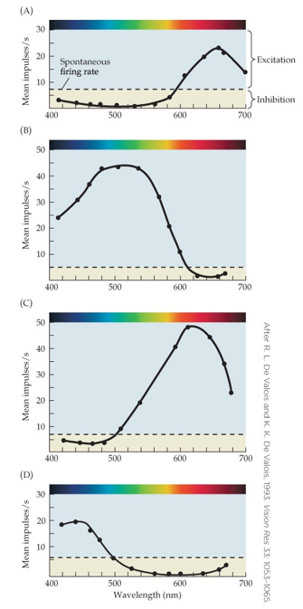 Refer to the figure.   Which response is typical of a +(L+M) /-S spectrally opponent cell? A)  Graph a B)  Graph b C)  Graph c D)  Graph d
