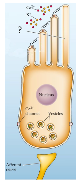 Refer to the figure.   Which term best identifies the structure labeled with a question mark in the figure? A)  Outer hair cell B)  Tip link C)  Kinocilium D)  Tectorial membrane