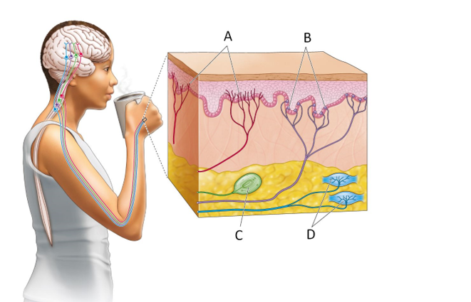 Refer to the figure.   Which letter indicates the location of a receptor that would tell this person that the coffee in the mug is too hot. A)  A B)  B C)  C D)  D