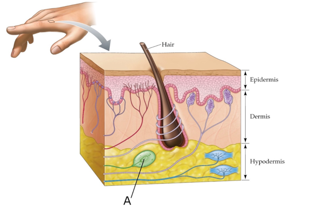 Refer to the figure.   What is the receptor labeled A on this figure, and what type of senses are detected by this receptor? A)  Ruffini's endings; stretch B)  Ruffini's endings; vibration C)  Pacinian corpuscle; vibration D)  Pacinian corpuscle; stretch
