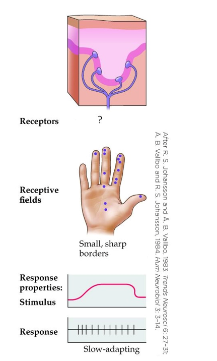 Refer to the figure.   This figure shows _______, which are involved with _______ touch. A)  Meissner's corpuscles; light B)  Ruffini's ending; fine C)  Merkel's discs; fine D)  Pacinian corpuscles; vague