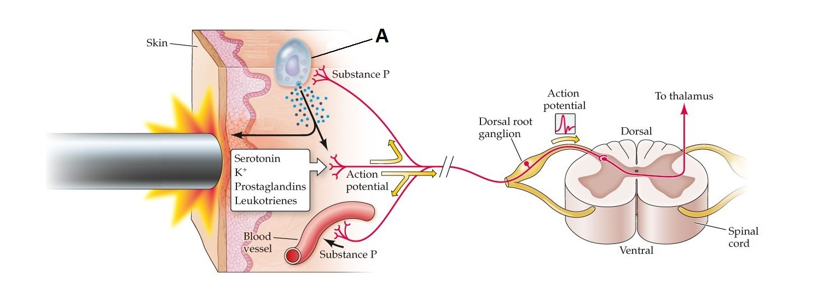 Refer to the figure.   What is the name of the cell indicated by the label A? What chemical is secreted by this cell at the site of a skin injury? A)  Mast cell; histamine B)  Mast cell; glutamate C)  Ganglion; histamine D)  Ganglion; glutamate