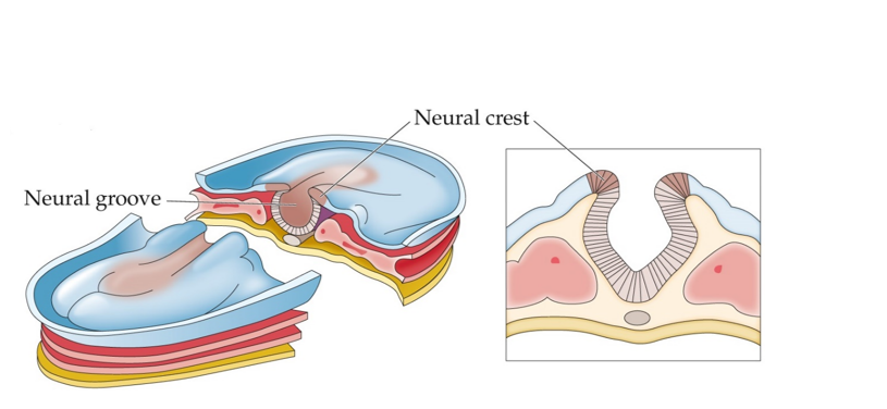 Refer to the figure.   About how old is this embryo, assuming normal development, based on the figure? A)  18 days B)  20 days C)  22 days D)  24 days