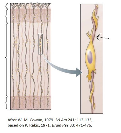 Refer to the figure.   In the process of cell migration, what is the structure indicated by the arrow? A)  A radial glial cell B)  A migrating neuron C)  The ventricular zone D)  The marginal zone