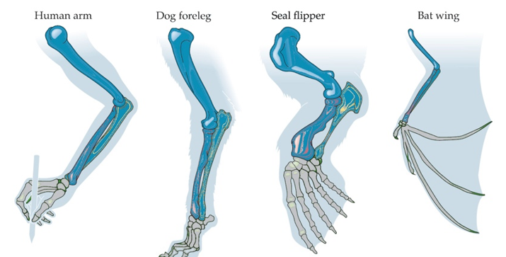 Refer to the figure.   The similarity among the dark colored bones in the figure is known as A)  analogy. B)  homology. C)  convergency. D)  directional selection.
