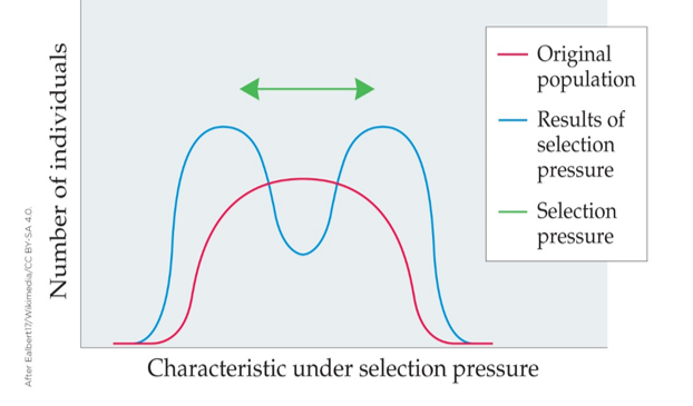 Refer to the figure.   What kind of selection is illustrated in the graph? A)  Distractible selection B)  Directional selection C)  Disruptive selection D)  Stabilizing selection