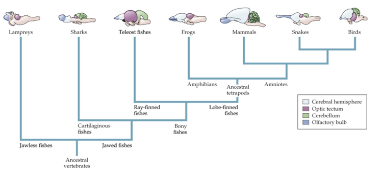 Refer to the figure.   Which statement regarding comparisons among brains can be concluded from the figure? A)  Ancestral vertebrates did not have cerebral hemispheres. B)  The evolution of larger brains in sharks is linked to the development of larger brains in mammals. C)  Both birds and teleost fishes have relatively small olfactory bulbs because they evolved from a common ancestor. D)  The relatively large cerebellum of birds and mammals evolved independently.
