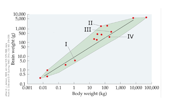 Refer to the figure.   Which location on the graph is most likely to represent orangutans? A)  I B)  II C)  III D)  IV
