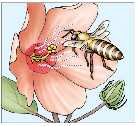 Refer to the figure.   The dotted lines in this figure represent A)  nectar. B)  pheromones. C)  pollen. D)  allomones.