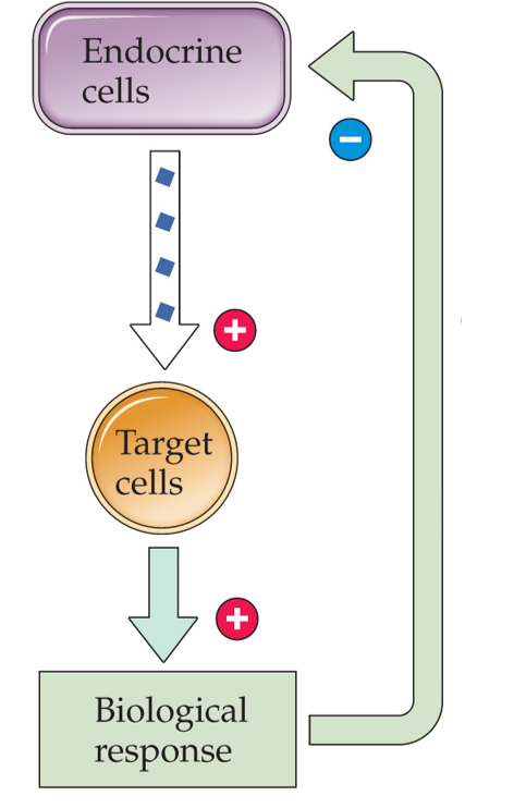 Refer to the figure.   The sequence illustrated here is best described as a A)  nongenomic effect. B)  second messenger system. C)  negative feedback loop. D)  neuromodulation.