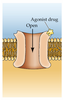 Refer to the figure.   The agonist drug shown here is classified as a _______ ligand. A)  exogenous B)  endogenous C)  excitatory D)  competitive