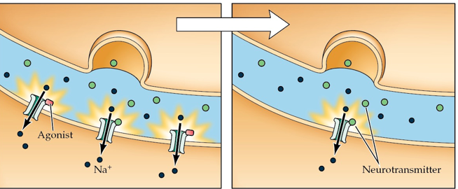 What is the process that is being depicted in this figure?   A)  Up regulation B)  Cross tolerance C)  Down regulation D)  Metabolic tolerance