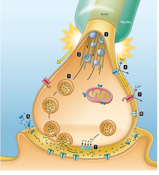 Which substance competes with the neuromodulator adenosine? And where on this figure would it act?   A)  Caffeine; B B)  Caffeine; A C)  Colchicine; B D)  Colchicine; A