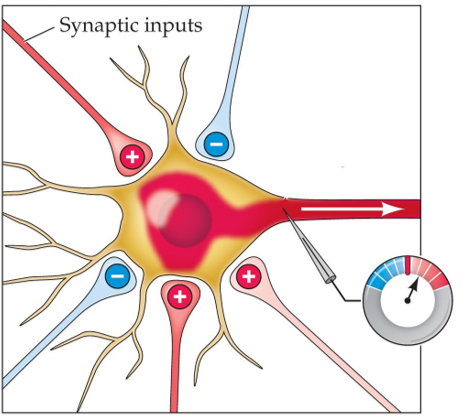 Refer to the figure.    The meter in this figure is located at the  a. synapse. b. axon hillock. c. dendrite. d. axon terminal.