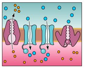 Refer to the figure, which shows two voltage-gated Na<sup>+</sup> channels (in blue)  in the center.   What is taking place in this figure? A)  A depolarizing force is bringing the membrane closer to threshold. B)  The voltage-gated Na<sup>+</sup> channels have opened, and action potential is triggered. C)  The open Na<sup>+ </sup>channels have created the resting potential. D)  The open Na<sup>+ </sup>channels have produced afterpotential.
