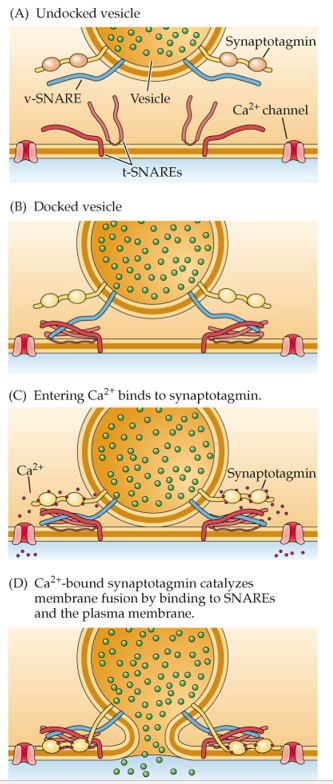 Refer to the figure.   This figure depicts the process of A)  an action potential propagating over a presynaptic membrane. B)  kiss and run. C)  transmitter reuptake. D)  exocytosis.