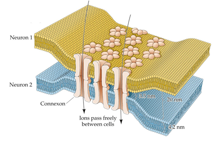 Refer to the figure. This diagram illustrates   A)  ectopic transmission. B)  an electrical synapse. C)  a nondirected synapse. D)  an axo-axonic synapse.
